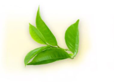 grøn te i qicuma fra Magnethjerte